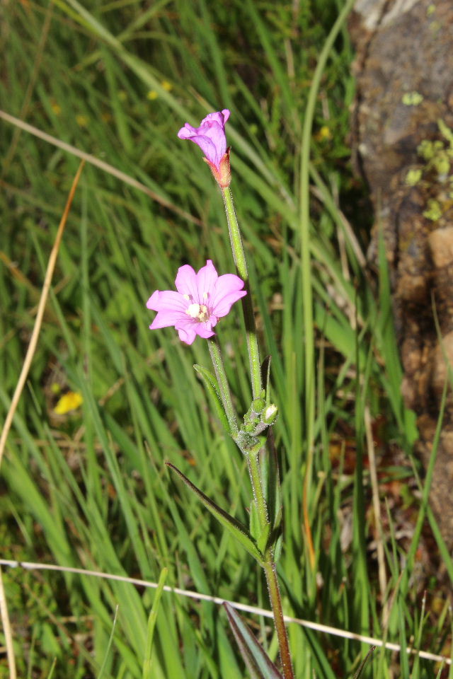 Epilobium palustre / Epilobio di palude